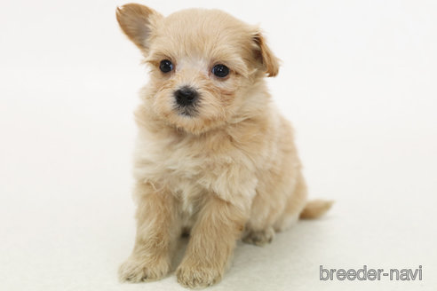 成約済の神奈川県のマルプー:マルチーズ×トイプードル-373141の2枚目